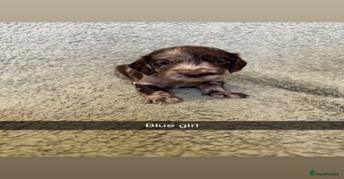 Cocker Spaniel dogs - Advert 3