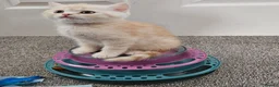 Scottish Fold cats for sale: Adorable Scottish Fold Straight Ear Tabby Kittens  - Advert 15