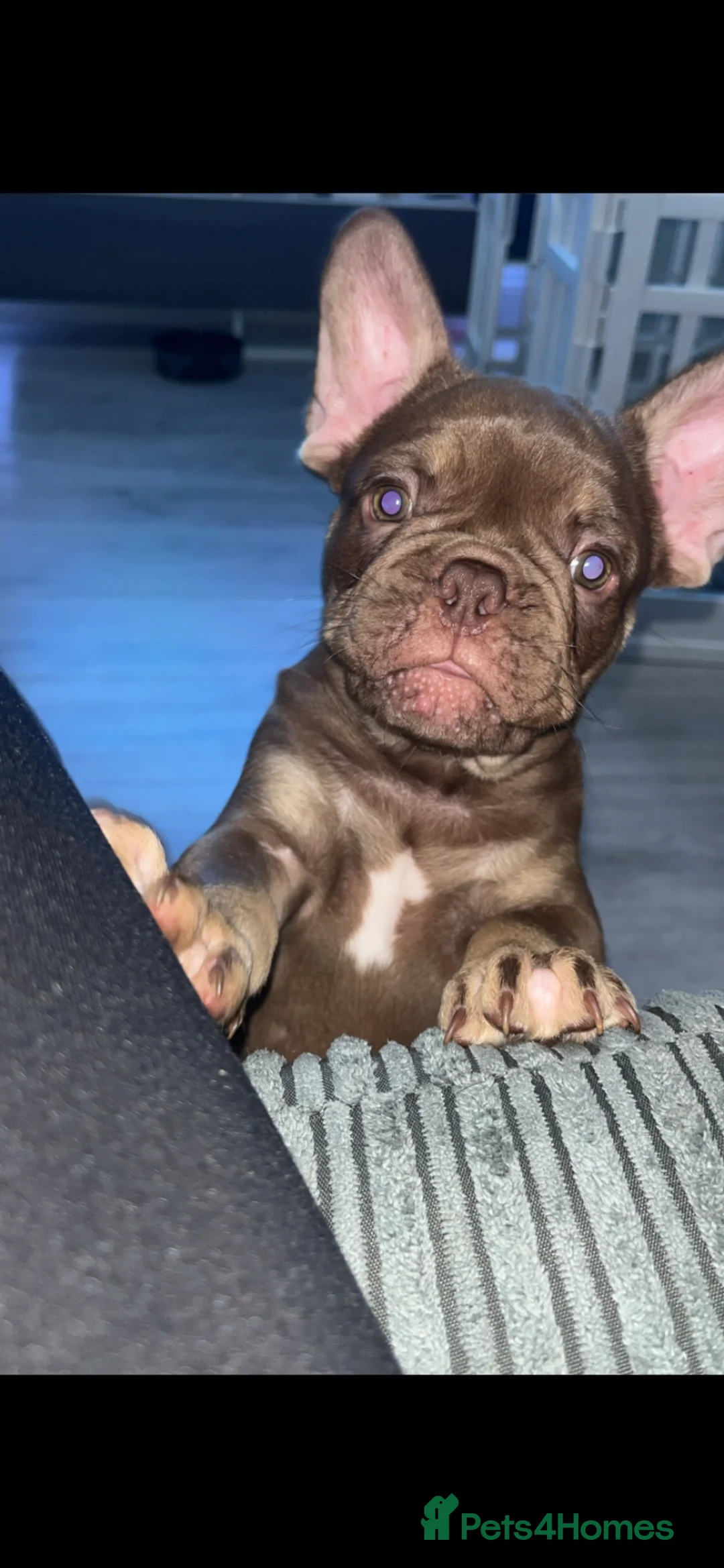 French Bulldog dogs for sale: Male brown and tan French bulldog - Advert 1