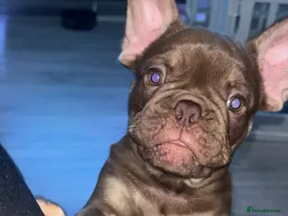 French Bulldog dogs Male brown and tan French bulldog - Advert 1