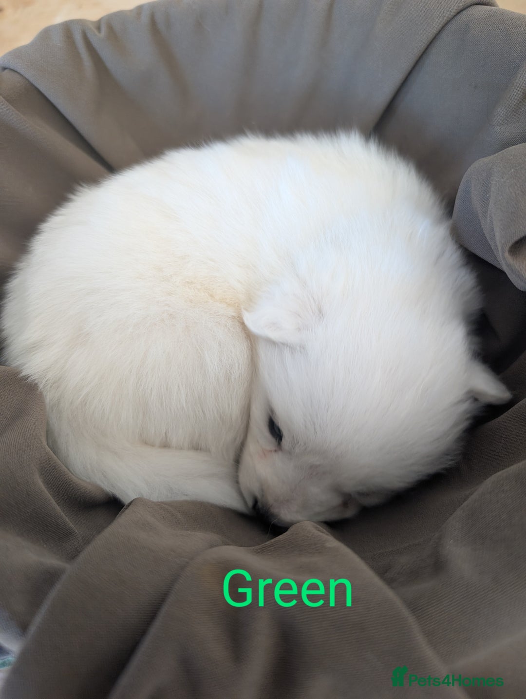 Samoyed dogs for sale: Samoyed Puppies for Sale! - Image 6