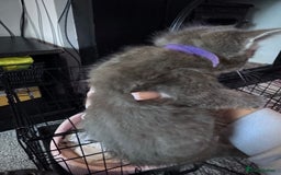 Maine Coon cats for sale: READY NOW Maine coon kittens  - Image 36