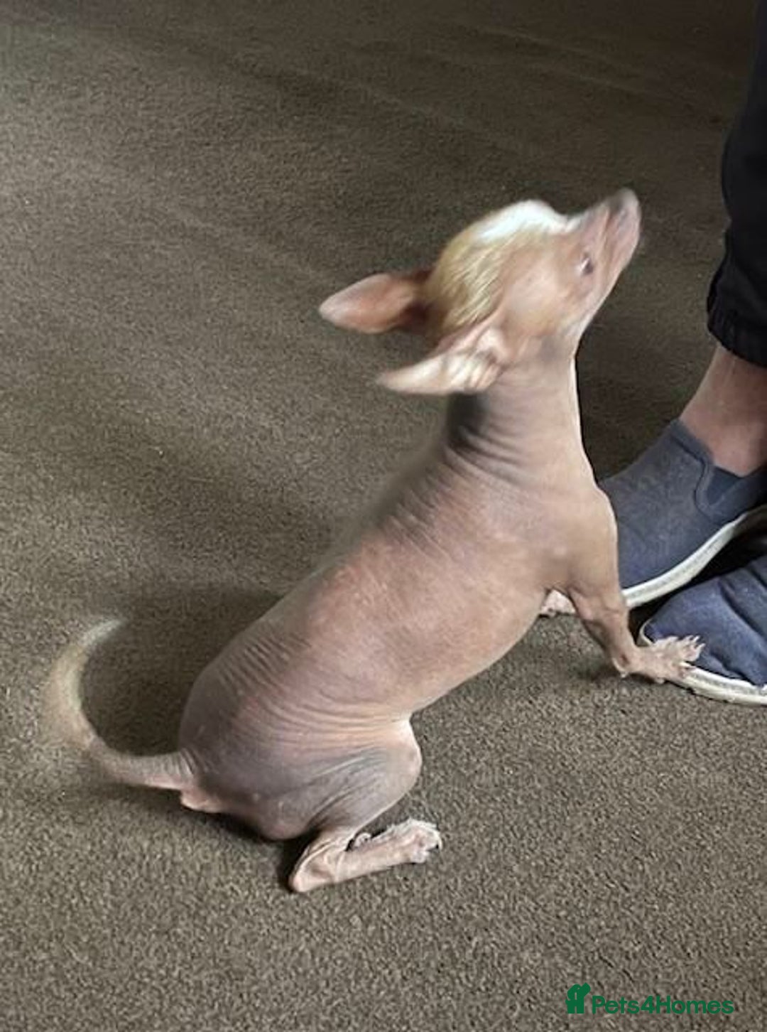 Chinese Crested dogs for sale: Kind home for Mini Chinese Crested Boy - Advert 6