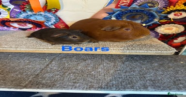 Guinea Pig rodents - Advert 2