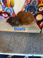 Guinea Pig rodents - Advert 6