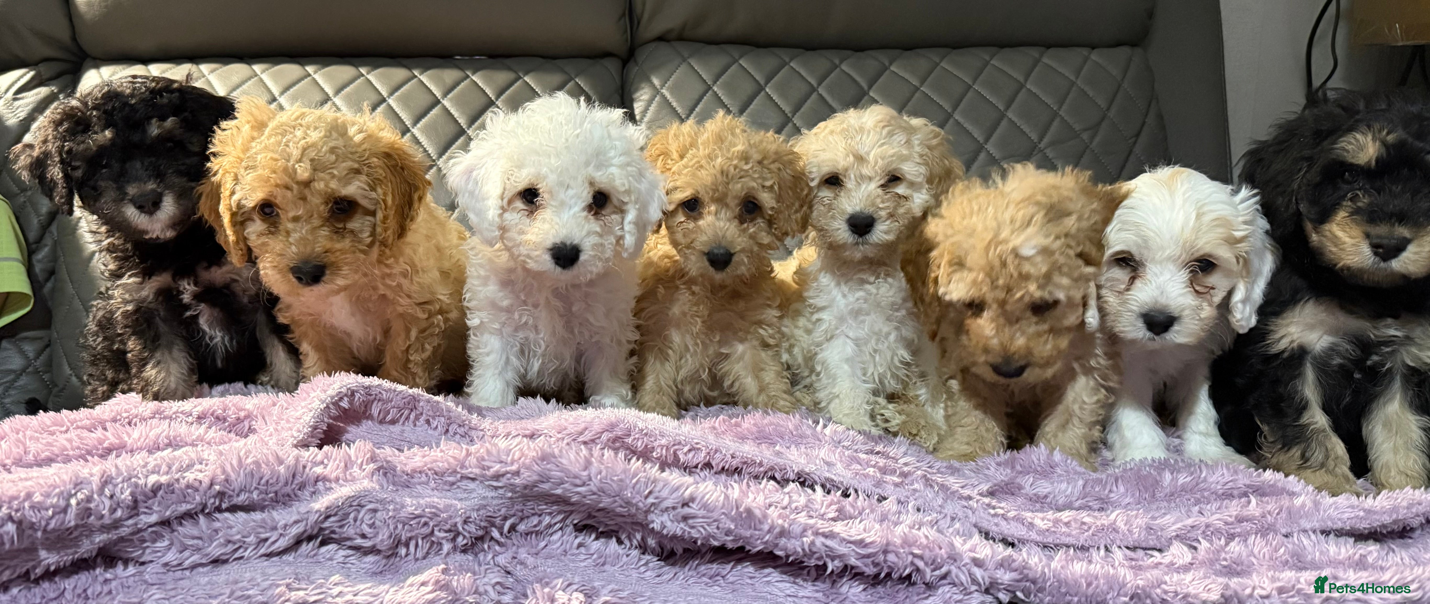 Mixed Breed dogs 8 Beautiful Cavapoochon Puppies - Advert 12