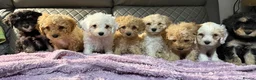 Mixed Breed dogs for sale: 1 BOY LEFT TO GO! 8 Beautiful Cavapoochon Puppies - Advert 13