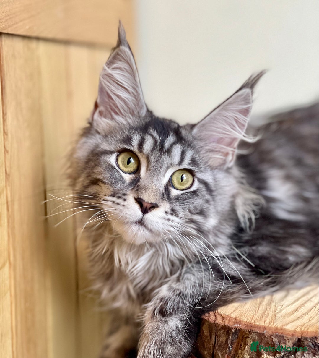 Maine Coon cats for sale: Beautiful pure bread Maine Coon kittens - Image 27