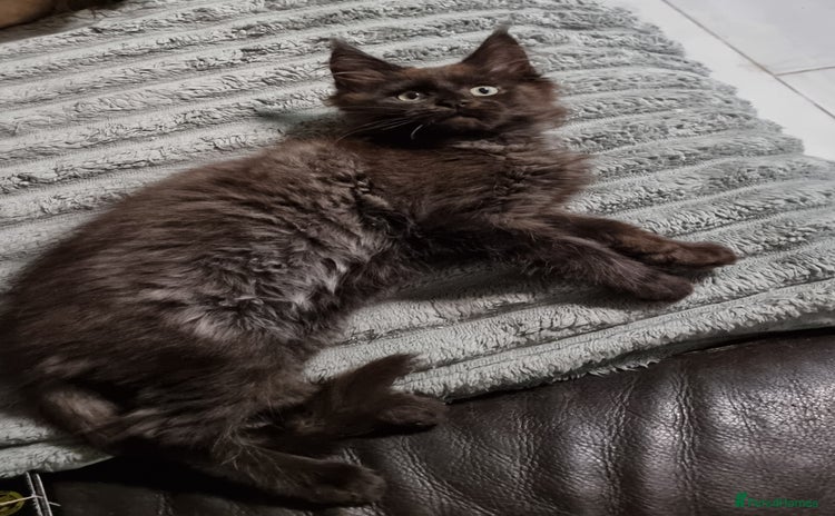 Maine Coon cats - Advert 14