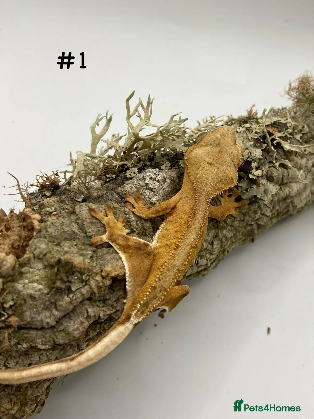 Gecko reptiles for sale: Adult and Juvenile Crested Geckos - Advert 2