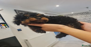 Toy Poodle dogs - Advert 9