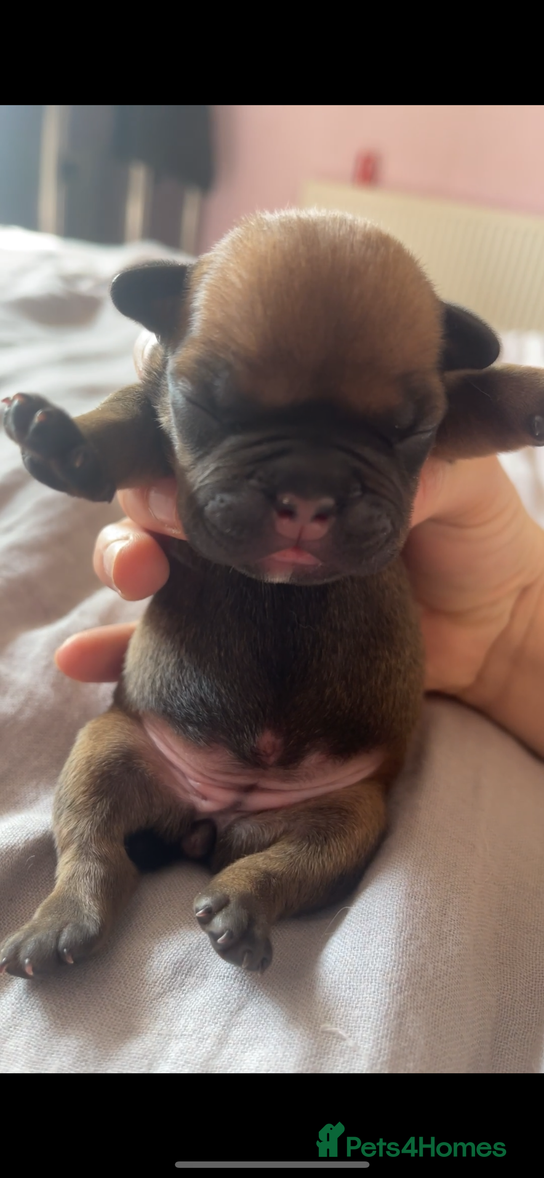 Mixed Breed dogs for sale: French Bulldog X Pocket Bullies for sale  - Image 6