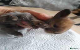 Lionhead rabbits for sale: Baby bunny's mixed lionhead /northern dwaf - Image 8