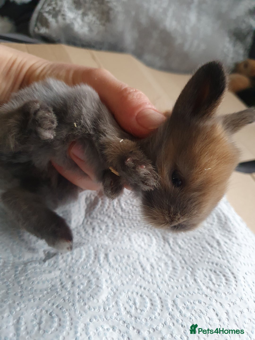 Lionhead rabbits for sale: Baby bunny's mixed lionhead /northern dwaf - Image 8