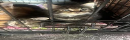 Mixed Breed cats for sale: kittens - Advert 6