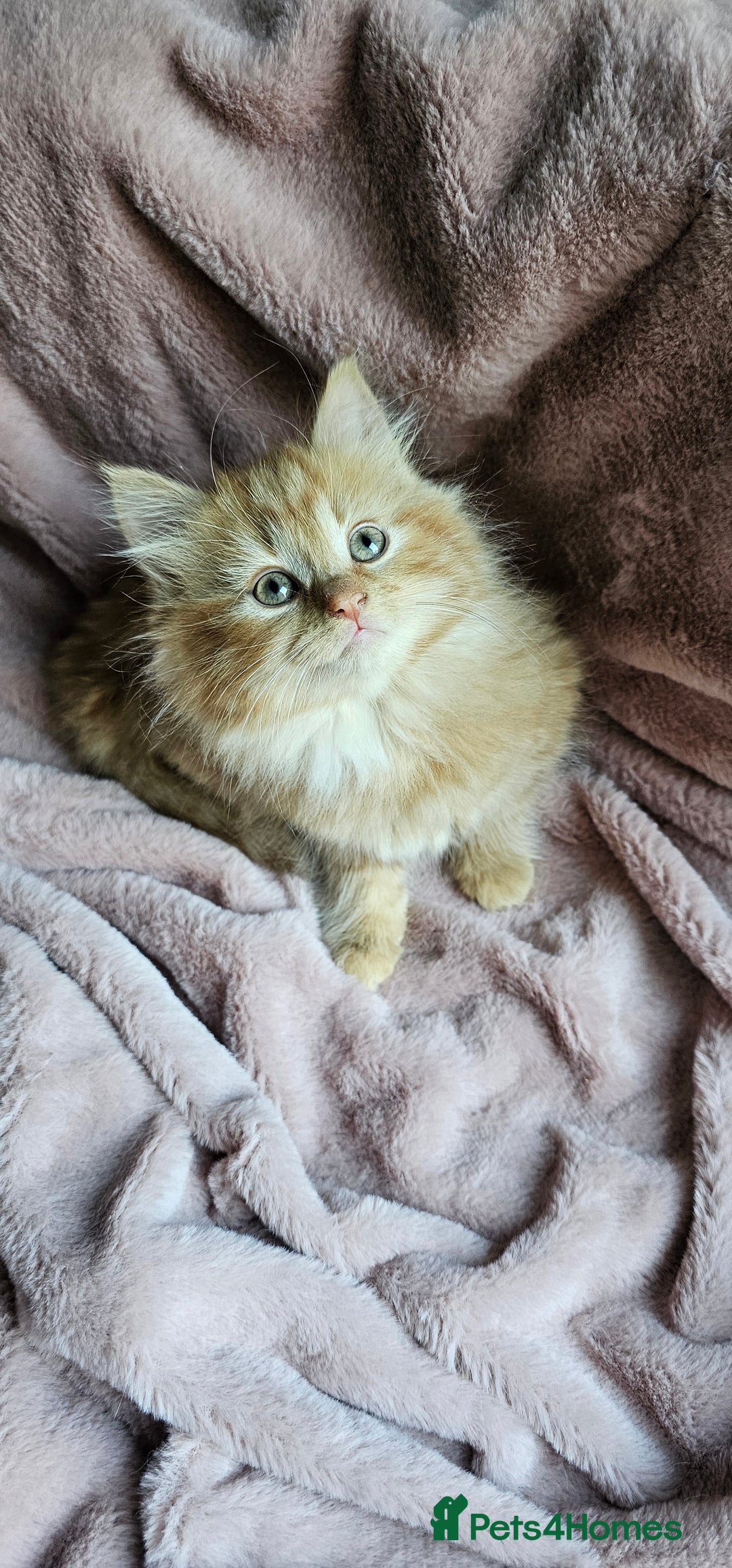 Maine Coon cats for sale: Half Maine Coon kittens - Advert 5