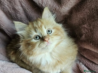 Maine Coon cats Half Maine Coon kittens - Advert 1