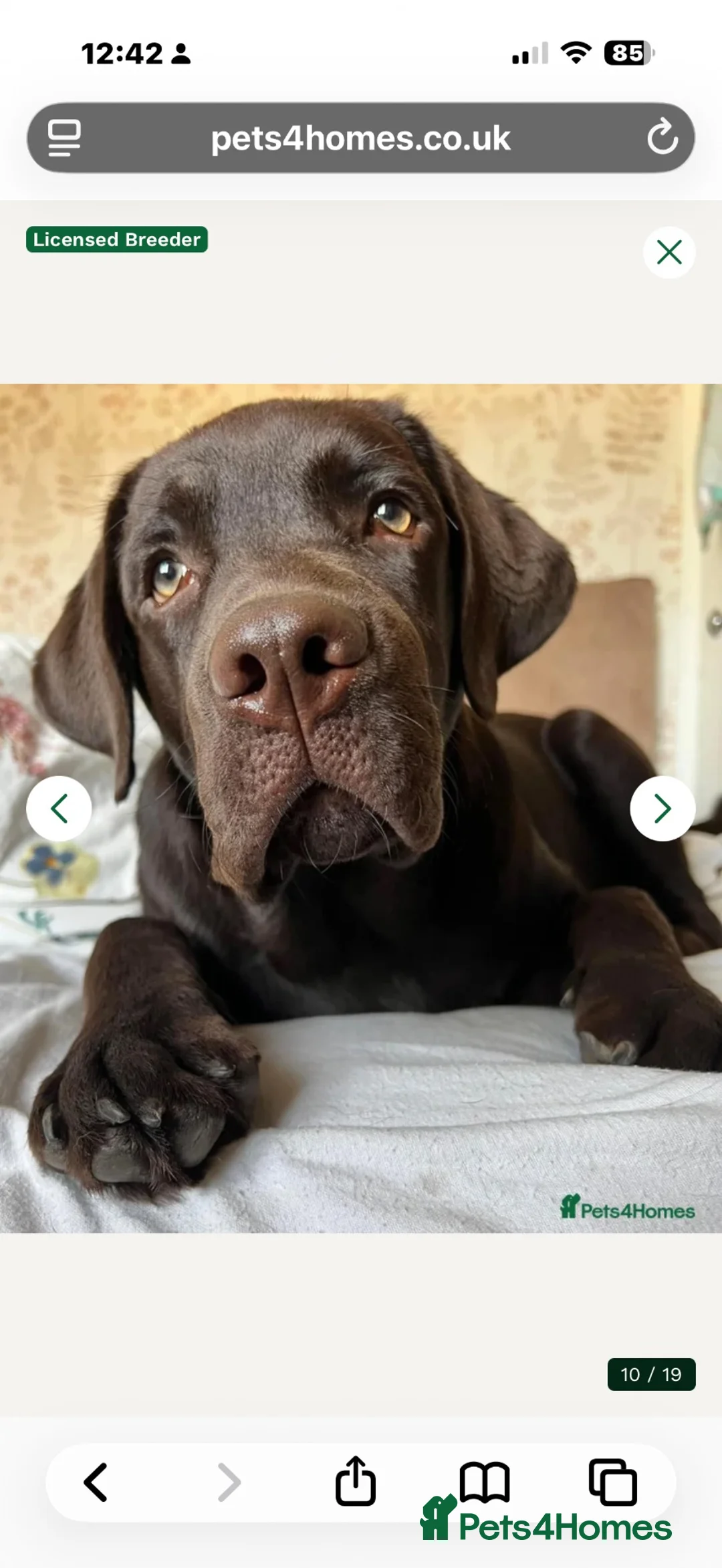 Labrador Retriever dogs for sale: KC Chunky Chocolate Labs Outstanding - Advert 8