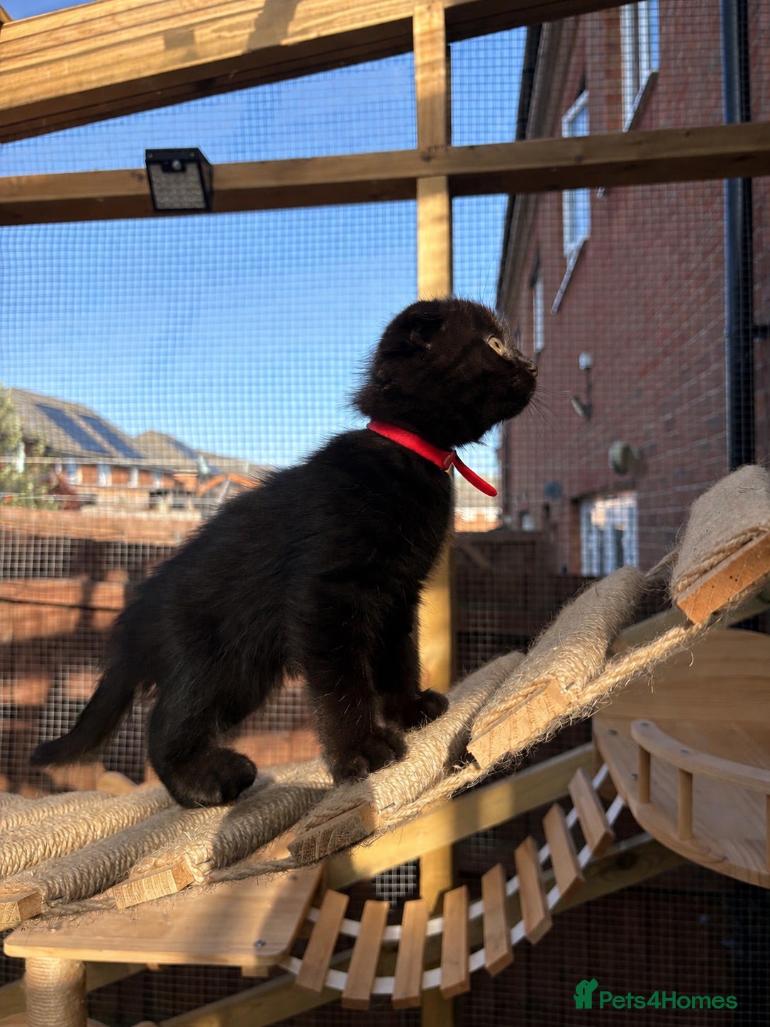 Mixed Breed cats Ragdoll x BSH/Scottish Fold Kitten - Advert 5