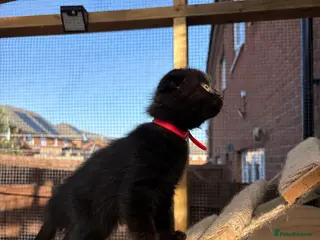 Mixed Breed cats Ragdoll x BSH/Scottish Fold Kitten - Advert 5