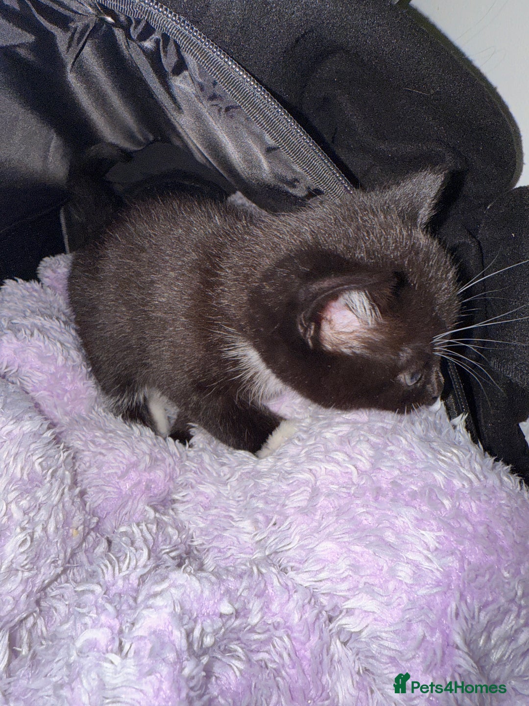 Mixed Breed cats for sale: Two young kittens for sale  - Advert 5