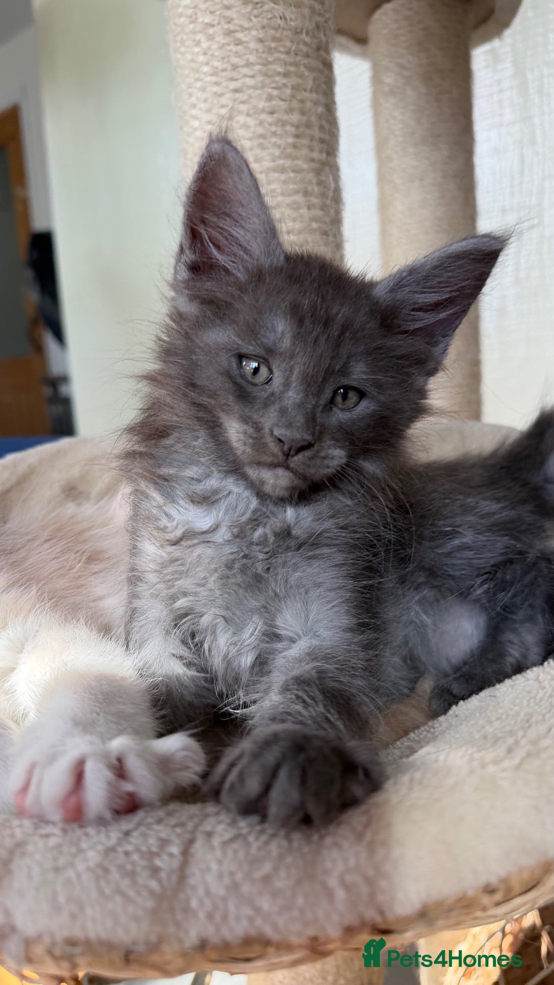Maine Coon cats DNA Clear Main Coone Kittens, Ready Now 🏡🏆 - Advert 15