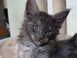 Maine Coon cats DNA Clear Main Coone Kittens, Ready Now 🏡🏆 - Advert 15