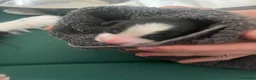 Border Collie dogs for sale: Border Collie puppies in Manchester - Advert 26