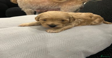 Cavapoo dogs - Advert 16