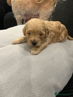 Cavapoo dogs - Advert 13