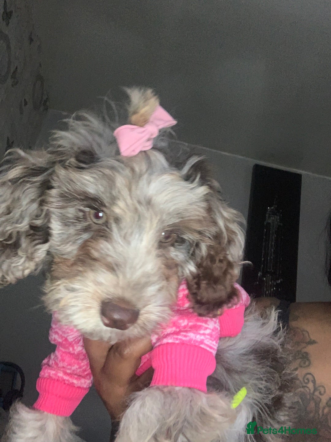 Cavapoo dogs for sale: Twinkle  - Advert 5