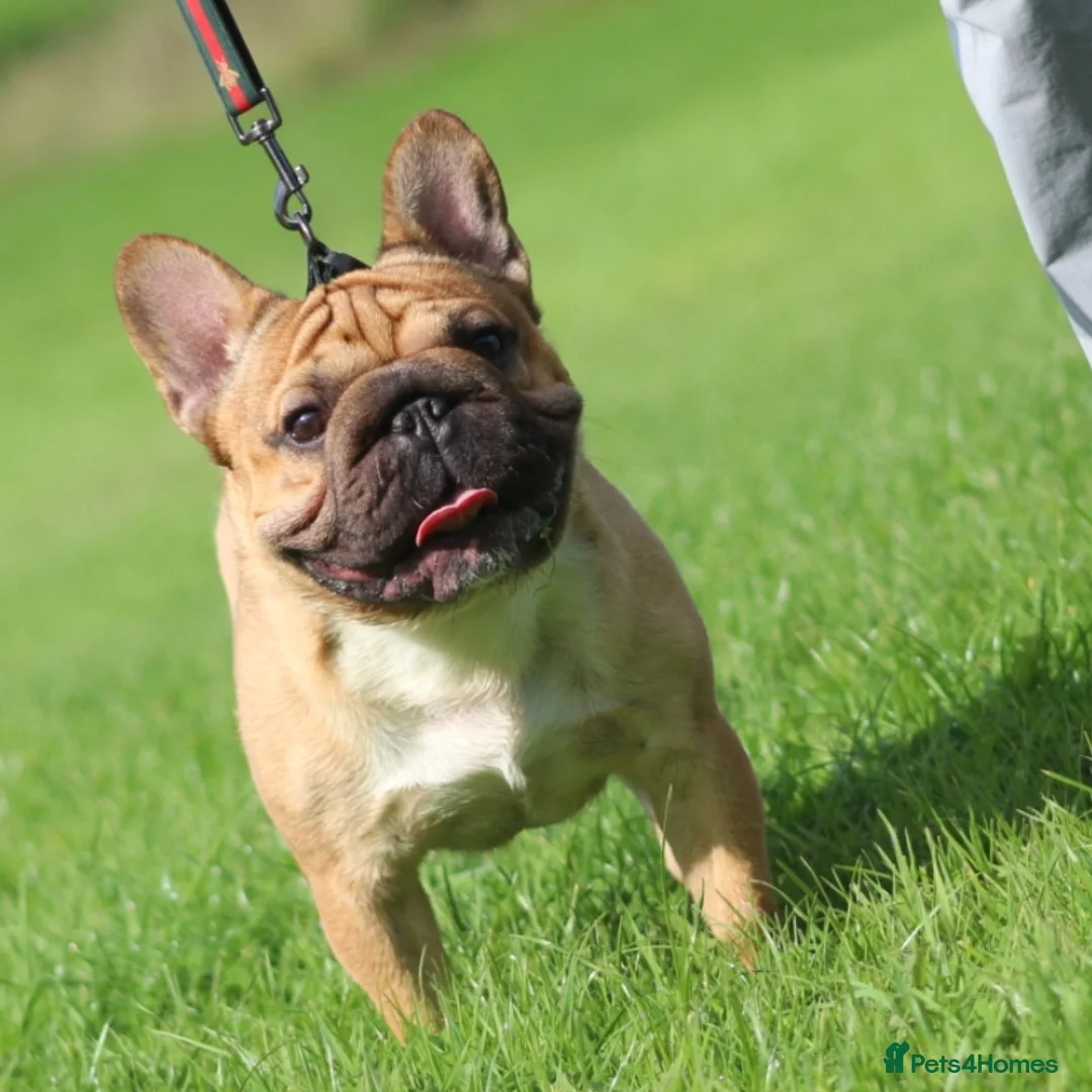 French Bulldog dogs for stud: French bulldog  in Manchester - Advert 9