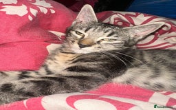 Mixed Breed cats for sale: 5 baby’s ready for there forever homes  - Image 10