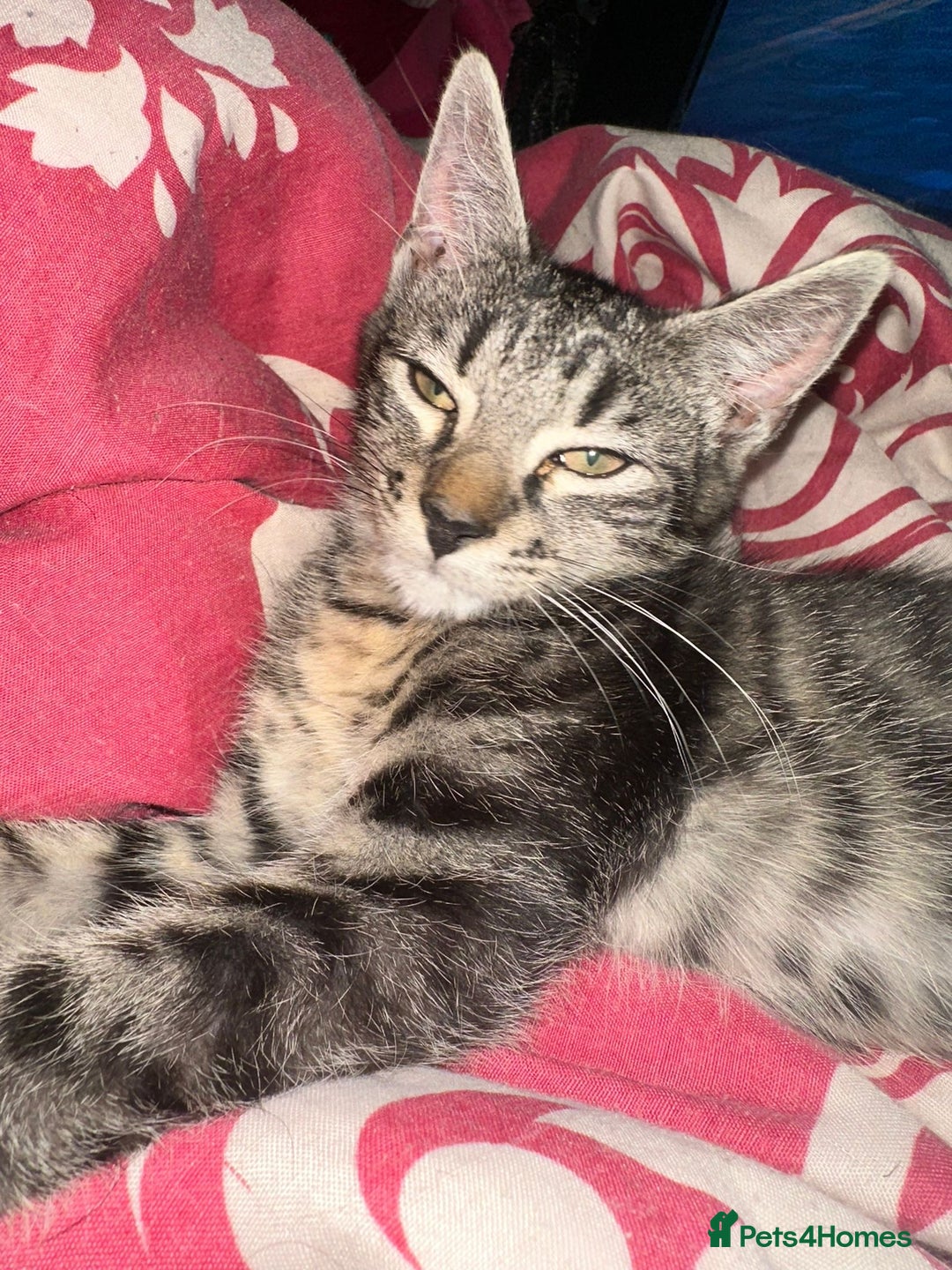 Mixed Breed cats for sale: 5 baby’s ready for there forever homes  - Image 10