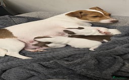 Jack Russell dogs for sale: 🐾 Adorable Jack Russell Puppies for Sale 🐾 - Image 6