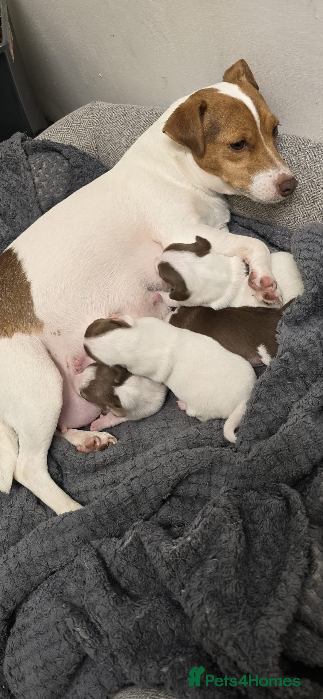 Jack Russell dogs for sale: 🐾 Adorable Jack Russell Puppies for Sale 🐾 - Image 6