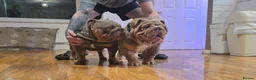 English Bulldog dogs for stud: Larry - Advert 6