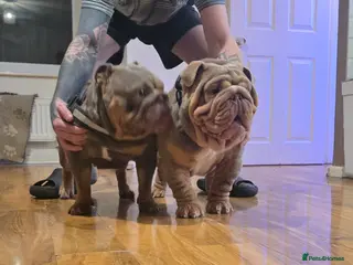 English Bulldog dogs Larry - Advert 21