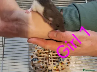 Rat rodents Baby Dumbo rats male and female - Advert 1