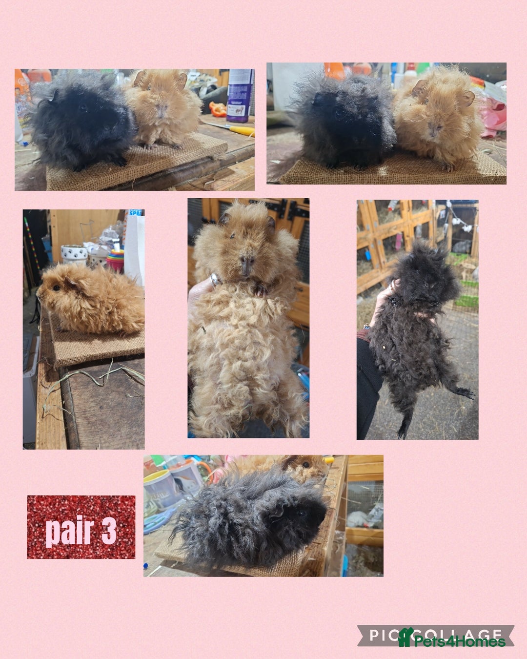 Guinea Pig rodents for sale: Guinea pigs for sale. Boys and girls.  - Advert 3