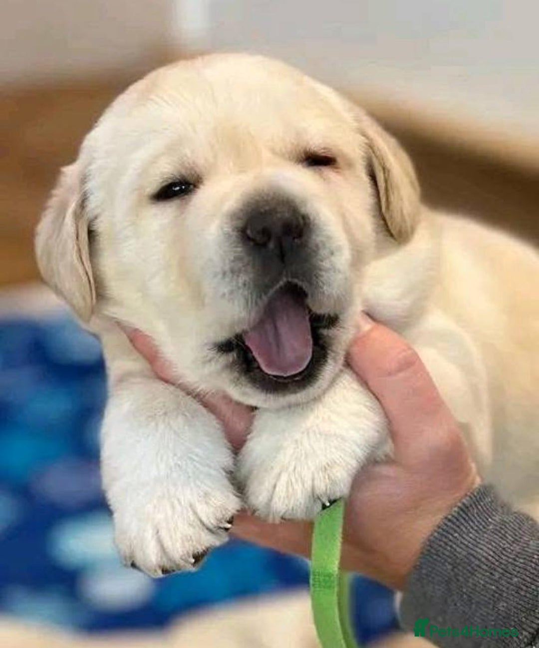 Labrador Retriever dogs for sale: Bundle of Labs gorgeous puppies - Image 2