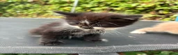 Mixed Breed cats for sale: Adorable Kittens for Sale 🐱❤️ - Advert 6