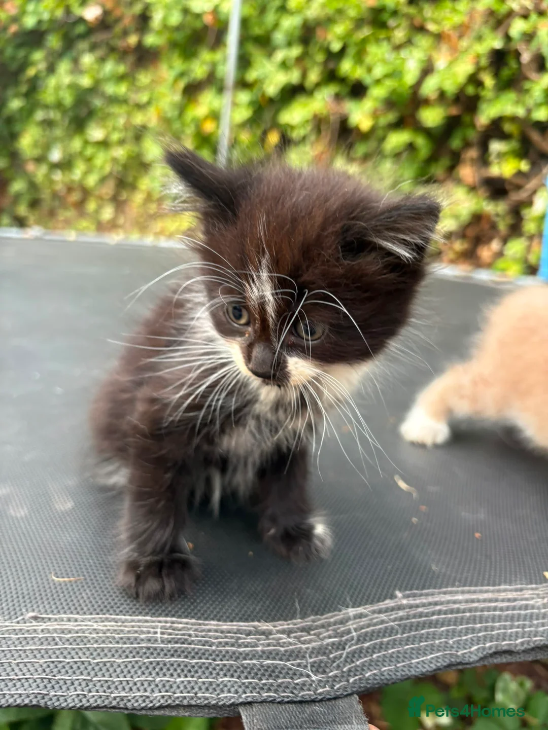 Mixed Breed cats for sale: Adorable Kittens for Sale 🐱❤️ - Advert 6