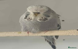 Budgerigars birds for sale: Selection of Budgies’s  - Advert 11