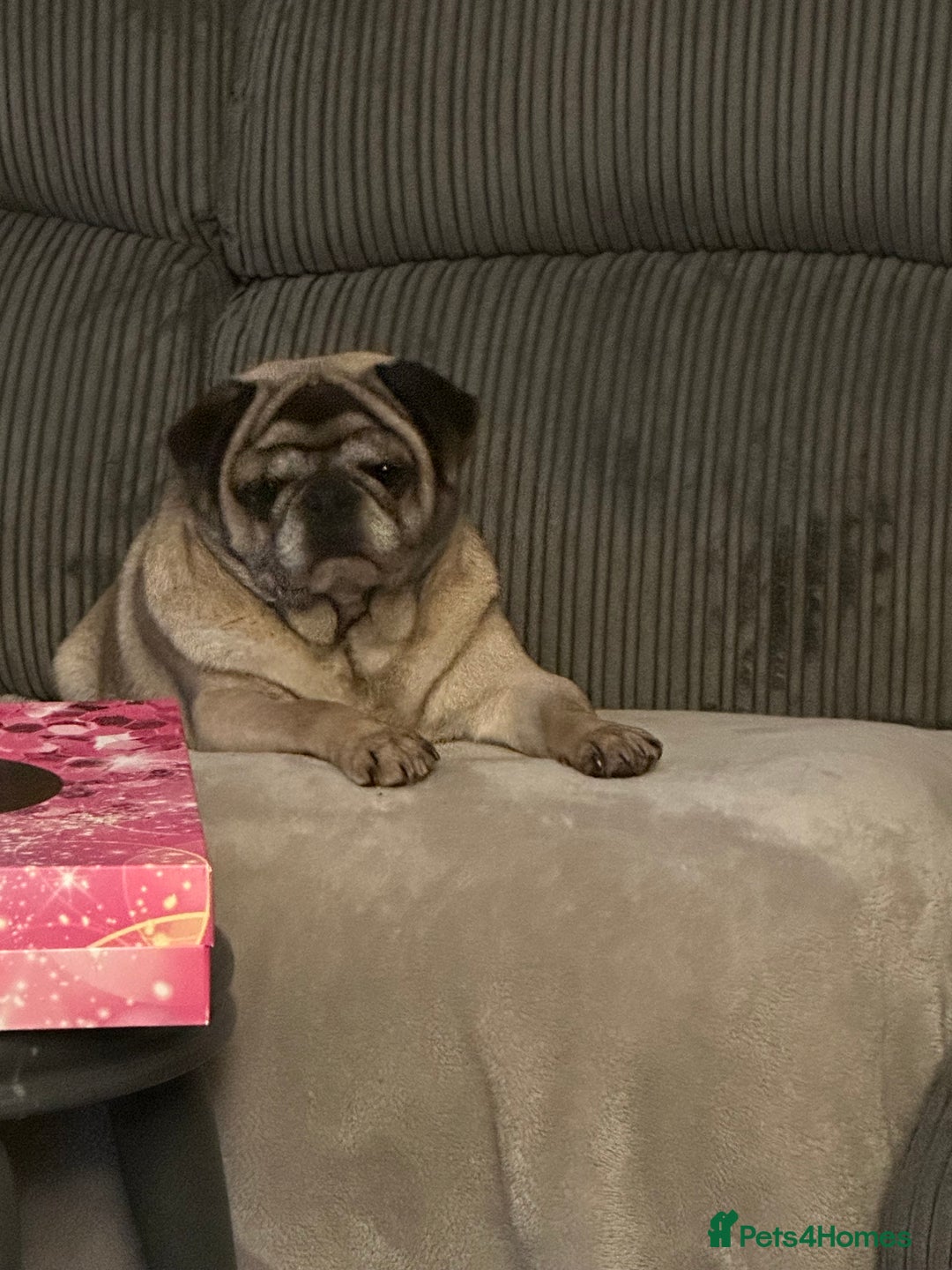 Pug dogs for sale: Older pug looking for loving home  - Image 6