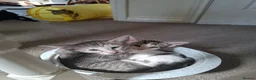 Oriental cats for sale: Beautiful Oriental Cross kittens - Advert 5