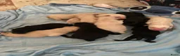 Labrador Retriever dogs for sale: Lovely Labrador puppies - Advert 19