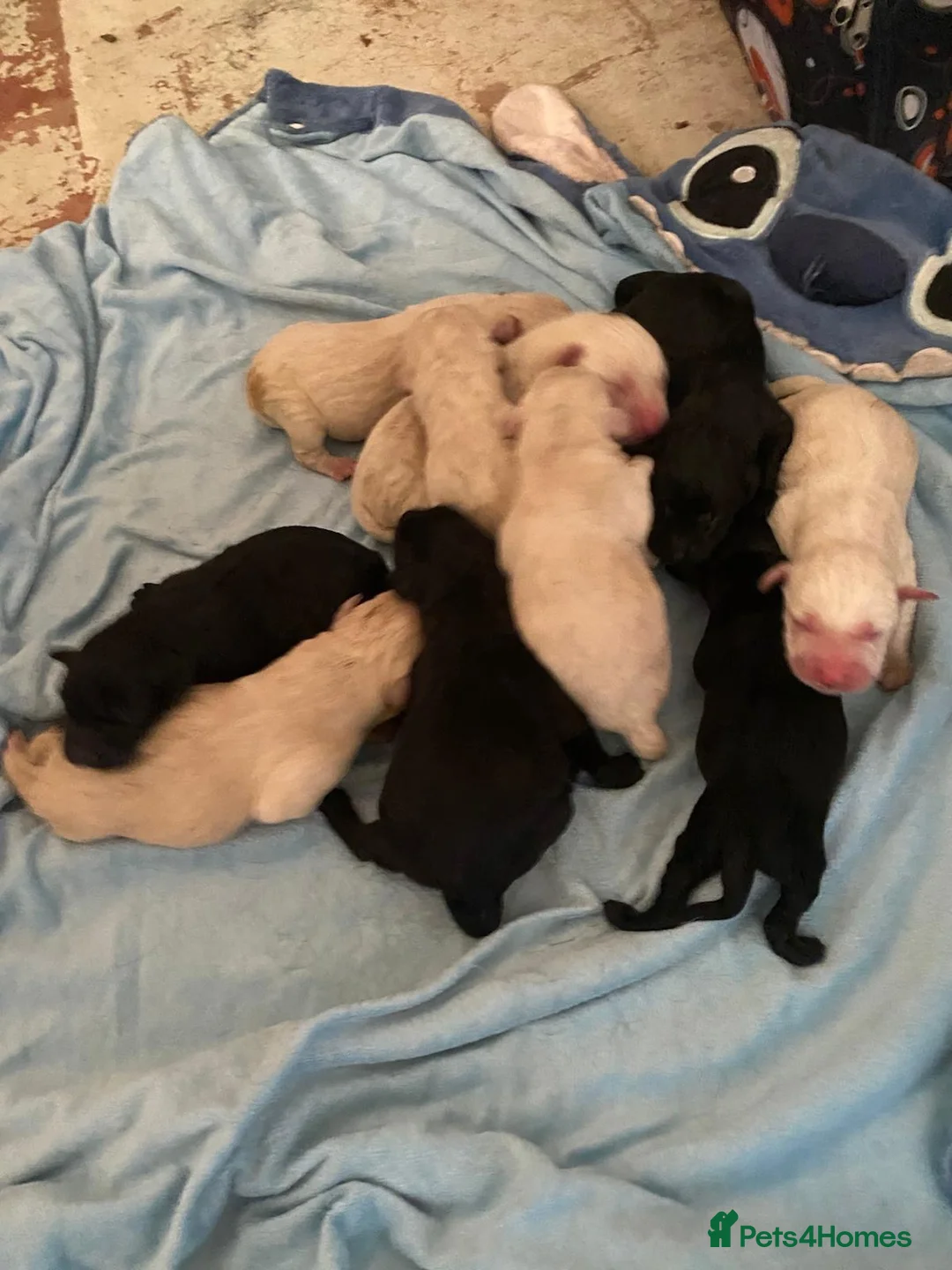 Labrador Retriever dogs for sale: Lovely Labrador puppies - Advert 19
