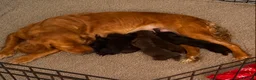 Mixed Breed dogs for sale: Working cocker spaniel puppies  - Advert 9