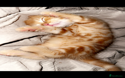 Persian cats for sale: Meet George! Looking for forever home! - Image 4